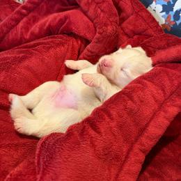 Gus McCrae - White male Pomsky puppy in Blue Earth, Minnesota from Blue Sky Pomsky