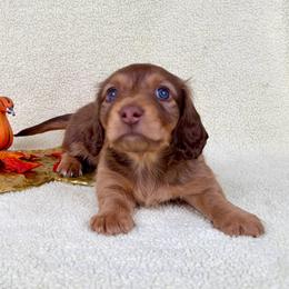 Meatball Hoagie - Chocolate male Dachshund puppy in Phelan, California from Desert Sunset Dachshunds