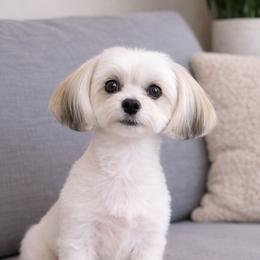 Kahlúa - Yorkshire Terrier