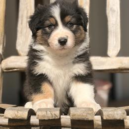 Boy 1 - Black tri-color male Australian Shepherd puppy in Paradise, Texas from Mtn Springs Kennels