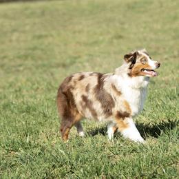 Piper - Australian Shepherd