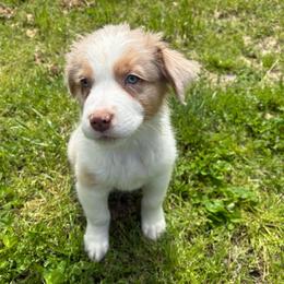 Jeremy - Red merle male Australian Shepherd puppy in Grants Pass, Oregon from Carmel Mountain Aussies