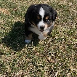 Miniature Australian Shepherd Puppies from Liberty Luck Mini Aussies