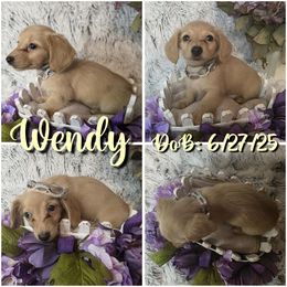 Wendy - Cream female Dachshund puppy in Townsend, Georgia from Salt Creek Dachshunds