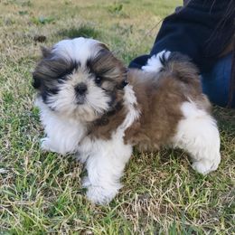 Shih Tzu Puppies from Willow Lane Shih Tzus