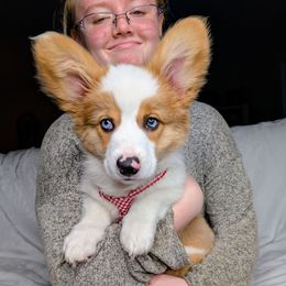 Rocky - Sable merle and white male American Corgi puppy in Clarksville, Tennessee from Cold Creek Family Farm LLC