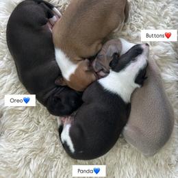 Boy 1 - Black male Italian Greyhound puppy in Southwest Florida, Florida from Woofford Italian Greyhounds
