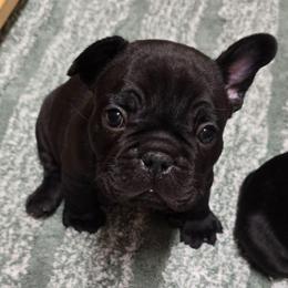 Spartan - Black male French Bulldog puppy in Yellowstone County, Montana from JNS Frenchies