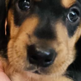 Dachshunds from George Pidgeon