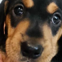 Dachshunds from George Pidgeon