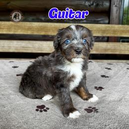 Guitar - Blue merle male Bernedoodle puppy in Banner Elk, North Carolina from Walnut Tree Bernedoodles