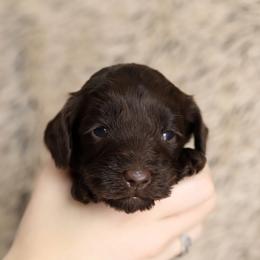 Light Pink - Chocolate female Australian Labradoodle puppy in Williamstown, New York from Lewis Manor Labradoodles