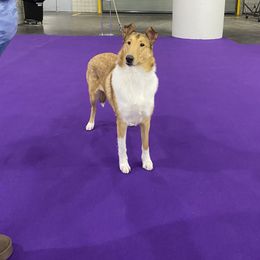 Aurora (Rory) - Collie