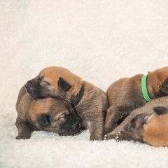 Chinook Puppies from Platform Chinooks