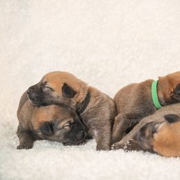 Chinook Puppies from Platform Chinooks
