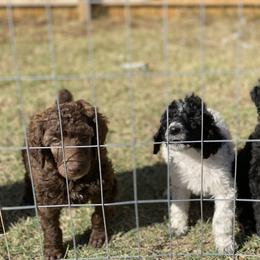 Poodle Puppies from Parapoodles