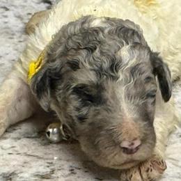 Maie - Parti female Poodle puppy in Chesapeake, Virginia from Doodle-Cove