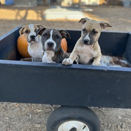 American Staffordshire Terrier puppies from Intermountain American Staffordshire Terriers