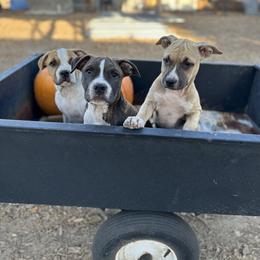 American Staffordshire Terrier puppies from Intermountain American Staffordshire Terriers