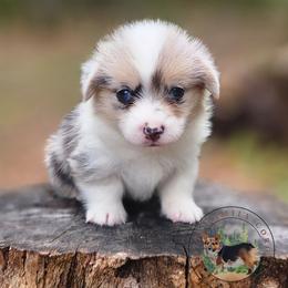 Coral - Blue merle and white female American Corgi puppy in Cameron, North Carolina from Butts Family Corgis