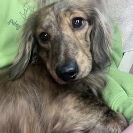 Forest - Dachshund