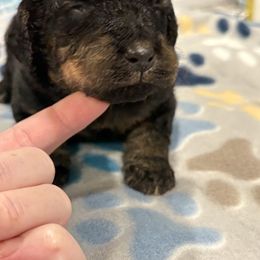 Goldendoodle and Poodle Puppies from Southern Stroll Poodles & Doodles