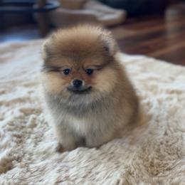 Boy 4 - Orange sable male Pomeranian puppy in Hot Springs, Arkansas from Pomeranian Empire