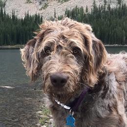 Romeo - Labradoodle