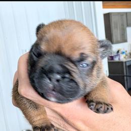 Star - Fawn female French Bulldog puppy in Springfield, Illinois from Paws n Claws Frenchies