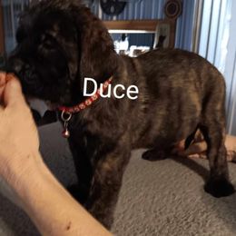 Duce - Brindle Mastiff puppy in Pleasanton, Texas from Rksfarms Mastiff
