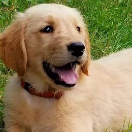 Golden Retrievers from Redwood Golden Retrievers