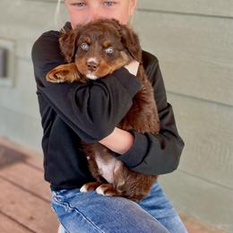 Coco Puffs - male Assorted Doodle Crosses puppy in Randolph, Utah from Dry Canyon Pups