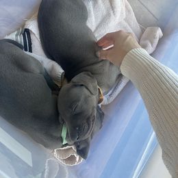 Weimaraner Puppies from Palmetto State Weimaraners