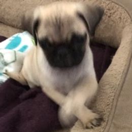 Pugs from Mopsikpug