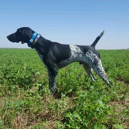 German Shorthaired Pointer All Grown Up from DragonPoint Gun Dogs