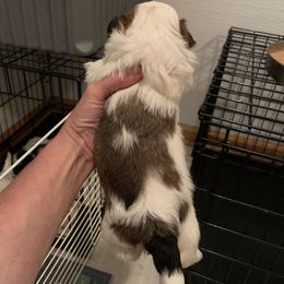 Shih Tzu Puppies from Dorothy Agrippino's Shih Tzus