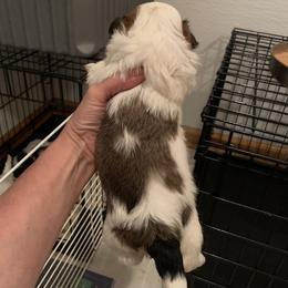 Shih Tzu Puppies from Dorothy Agrippino's Shih Tzus