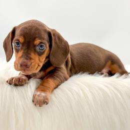 Traveler - Chocolate and tan male Dachshund puppy in Litchfield, Illinois from Charmm Dachshunds