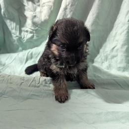 Girl 2 - female German Shepherd puppy in King, North Carolina from Golly-G German Shepherds
