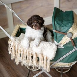 Poodle Puppies from Setting the Standard Poodles