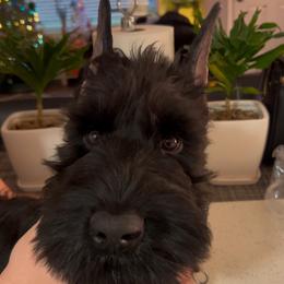 Giant Schnauzer Puppies from JAMG Schnauzers