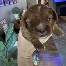 Canelo - Ruby male Cavalier King Charles Spaniel puppy in Oakley, California from Caloobanan Cavaliers