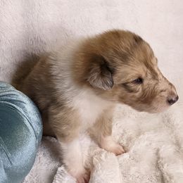Collie Puppies from Nine Eves