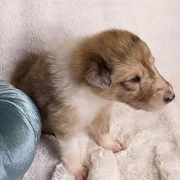 Collie Puppies from Nine Eves