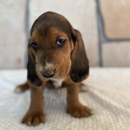 Ginger - Black brown and white female Basset Hound puppy in Yarnell, Arizona from Boulder Oak Bassets