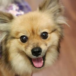 Pomeranians from Frizella's Mommy 2 Pom Poms