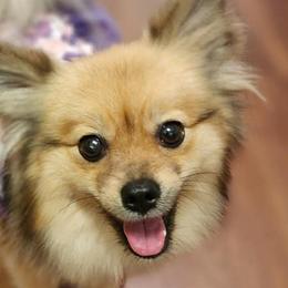 Pomeranians from Frizella's Mommy 2 Pom Poms