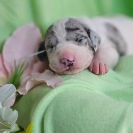 Princess Diana - Merle female Great Dane puppy in Brookings, South Dakota from Debonair Danes