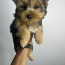 Girl 2 - Chocolate and tan female Yorkshire Terrier puppy in Kissimmee, Florida from M&R Yorkies