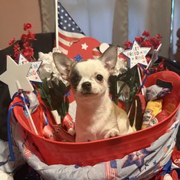 Stef - Sable spotted white female Chihuahua puppy in Rocky Mount, Virginia from Teresa Melton